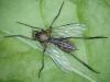 Empis sp.